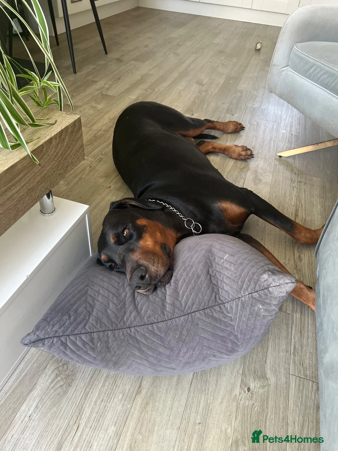 Dobermann dogs for sale: Oxy Doberman  in Bristol - Advert 1