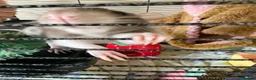 Rat rodents for sale: 4 Friendly Female Rats + Large Full Setup 🐀❤️ in Nuneaton - Advert 5