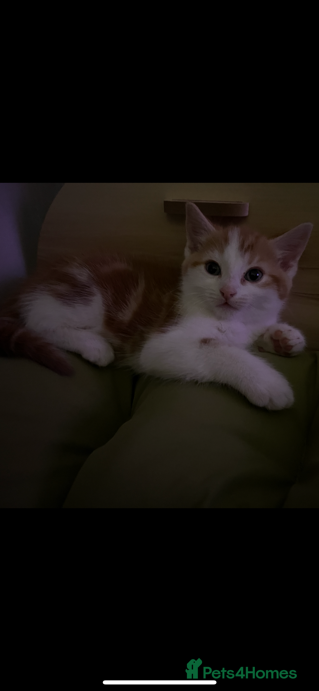 Norwegian Forest Cat cats for sale: Mixed bread/ Norwegian forest cat - Advert 6