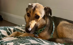 German Shepherd dogs for adoption: Wallie: Saved in the Final Moments - Image 7