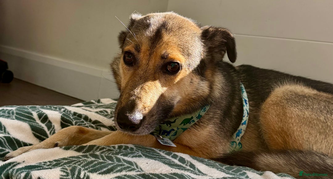 German Shepherd dogs for adoption: Wallie: Saved in the Final Moments - Image 7