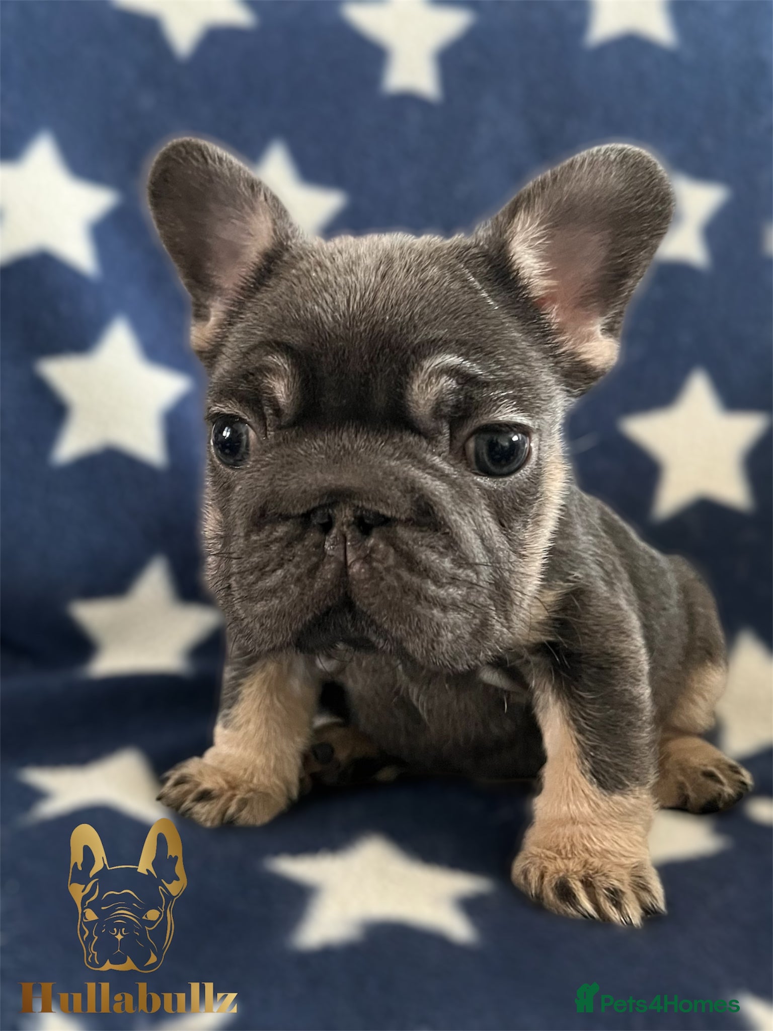 French Bulldog dogs **REDUCED Health tested KC French Bulldogs ** - Advert 10