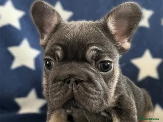 French Bulldog dogs **REDUCED Health tested KC French Bulldogs ** - Advert 10