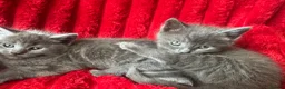 Mixed Breed cats for sale: Beautiful Greys - Advert 1