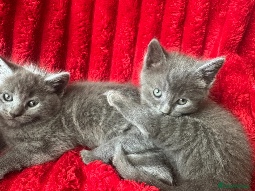 Mixed Breed cats for sale: Beautiful Greys - Advert 1