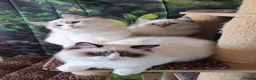 Ragdoll cats for sale: GCCF REGISTERED RAGDOLL BOYS  - Advert 1