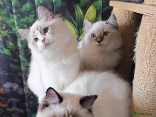 Ragdoll cats GCCF REGISTERED RAGDOLL BOYS - Advert 13