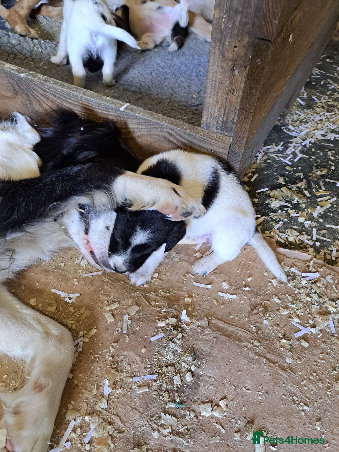 Mixed Breed dogs for sale: Mixed breed rainbow of colours  - Image 7