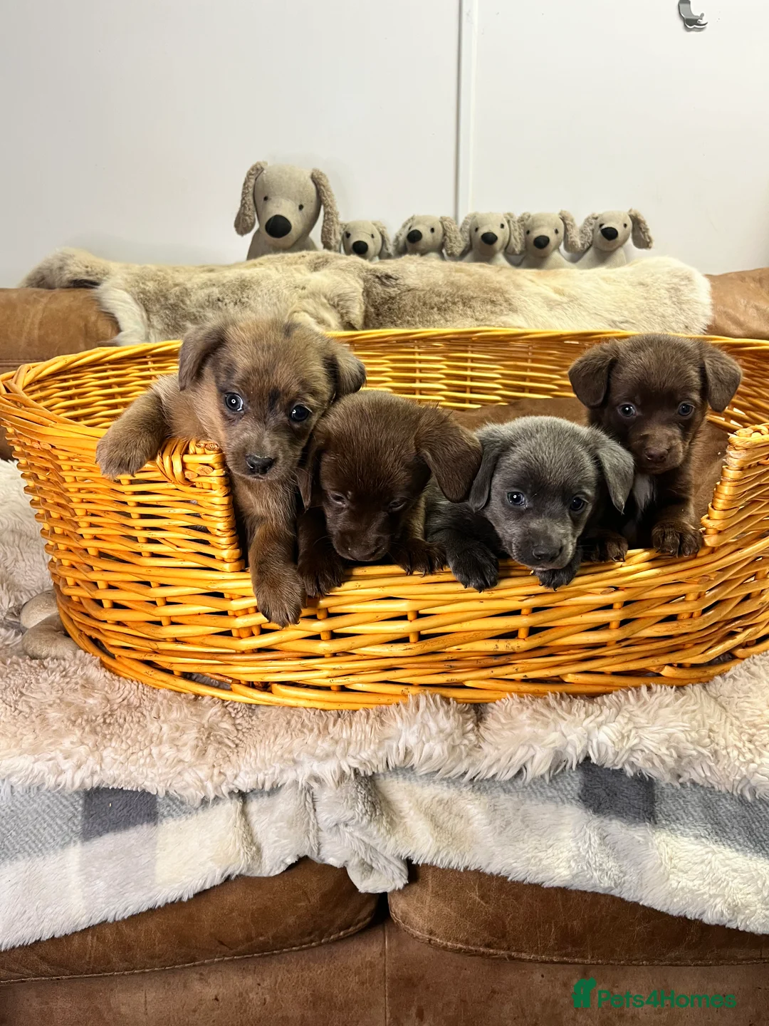 Mixed Breed dogs for sale: Stunning Damaranian  - Advert 5