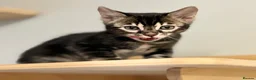 Bengal cats for sale: Rare silver charcoal Marble Girl   - Advert 7