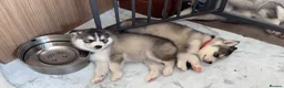 Siberian Husky dogs for sale: Stunning husky pups  - Advert 13