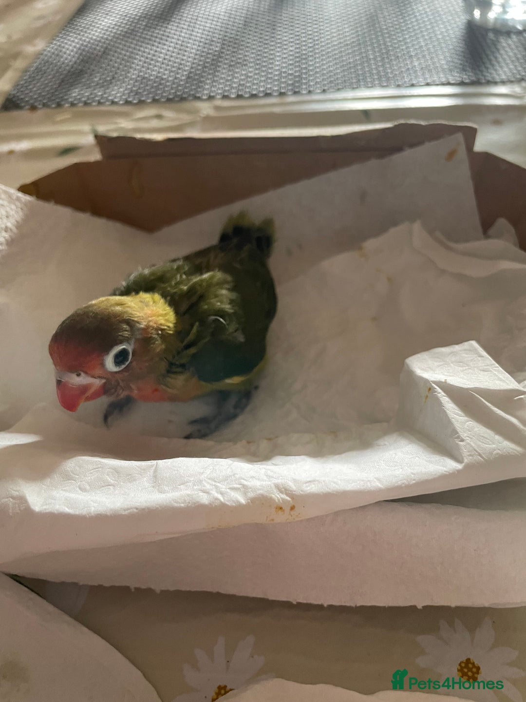 Lovebirds birds for sale: Because hand reared baby lovebird  - Advert 4
