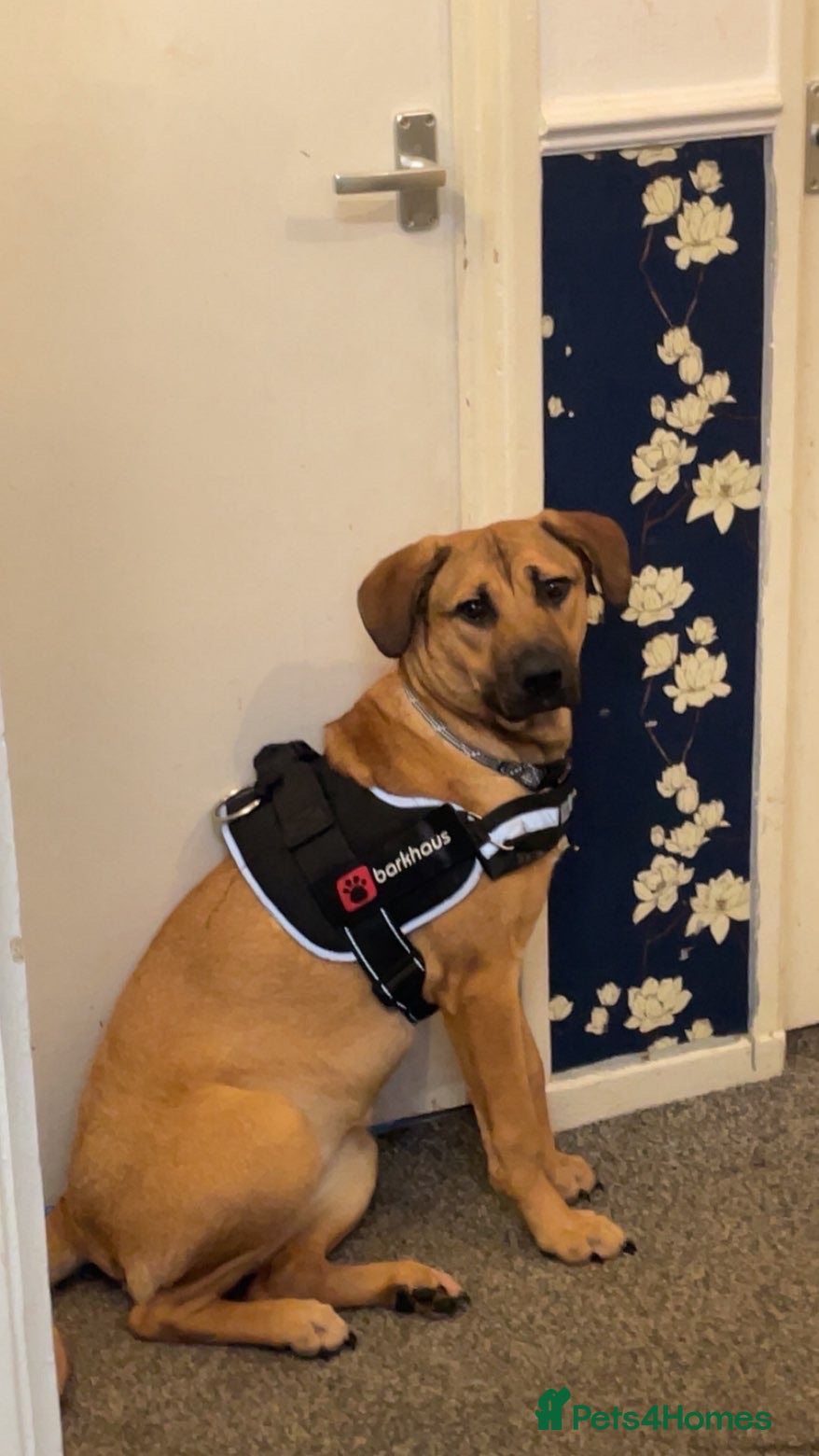 Mixed Breed dogs Beautiful 10 month old mixed breed female- Sasha  - Advert 3