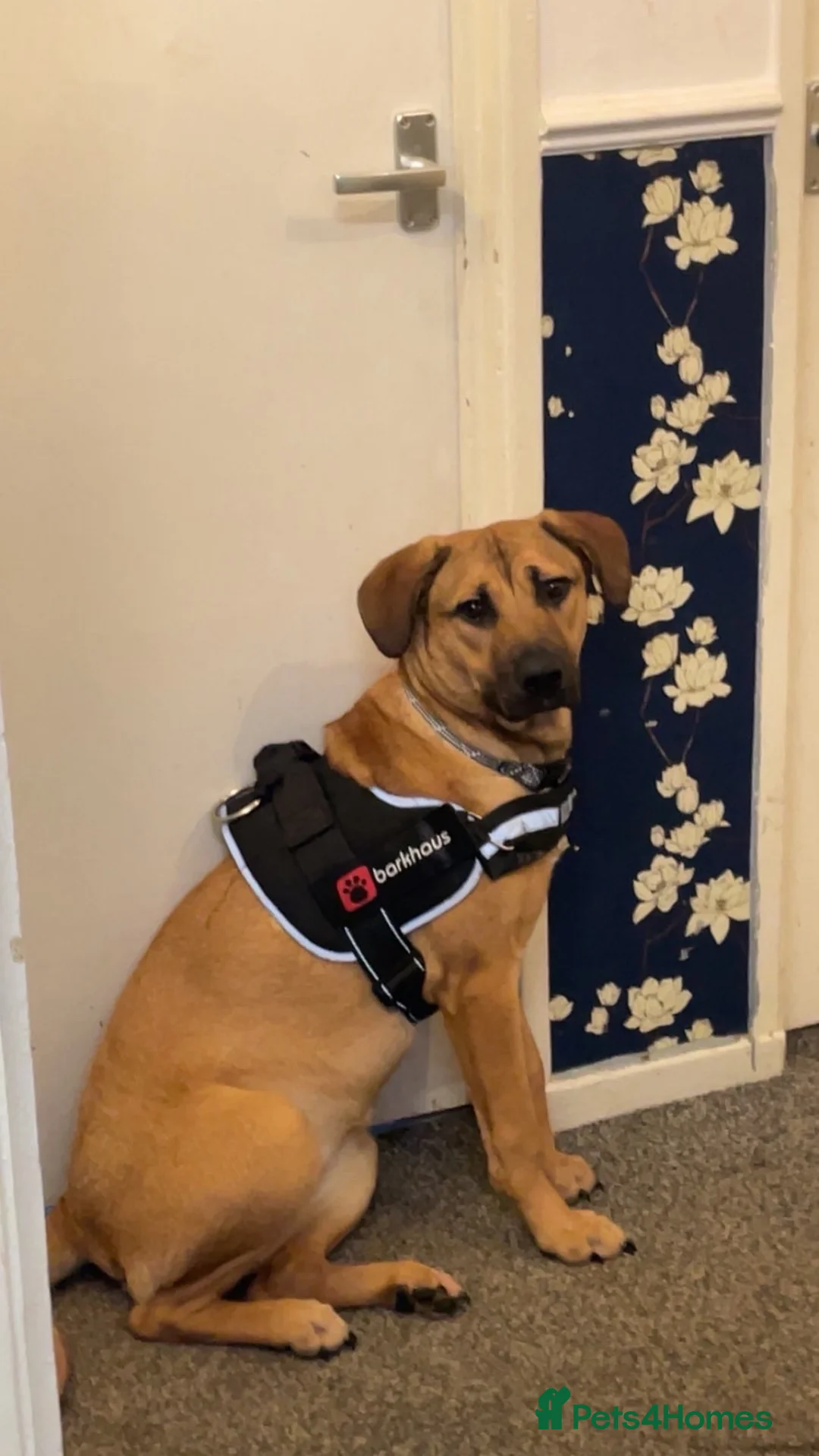 Mixed Breed dogs for sale: Beautiful 10 month old mixed breed female- Sasha  - Advert 1