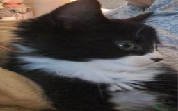 Mixed Breed cats for sale: Fluffy longhaired Kitten with Love Heart Nose  - Image 6