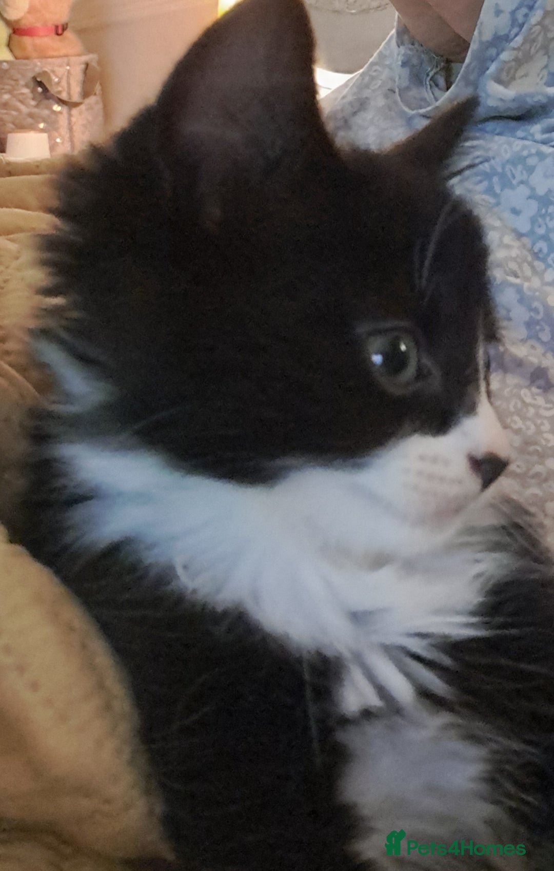 Mixed Breed cats for sale: Fluffy longhaired Kitten with Love Heart Nose  - Image 6