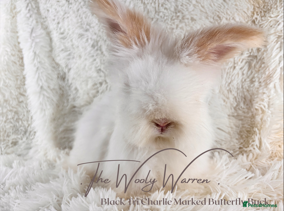 Angora rabbits Fully Vaccinated Pedigree Angoras - Advert 21