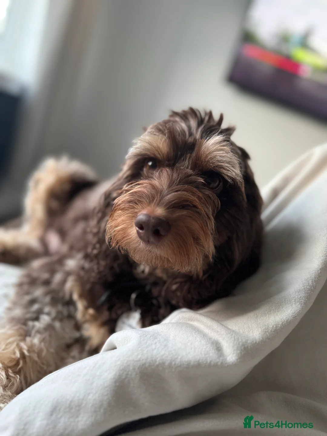 Cockapoo dogs for sale: ✨ F2 Tri-coloured male cockapoo ✨ - Advert 2