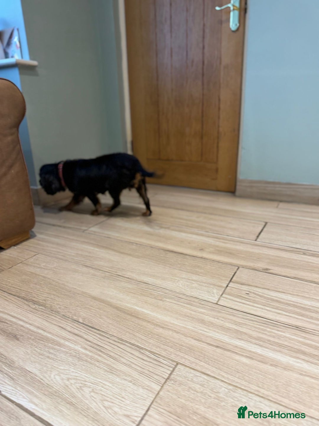 Cavalier King Charles Spaniel dogs for sale: Kc Reg Black and Tan cavalier bitch - Image 4