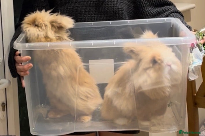 Lionhead rabbits Two male lion head rabbits and hutch for free - Advert 7