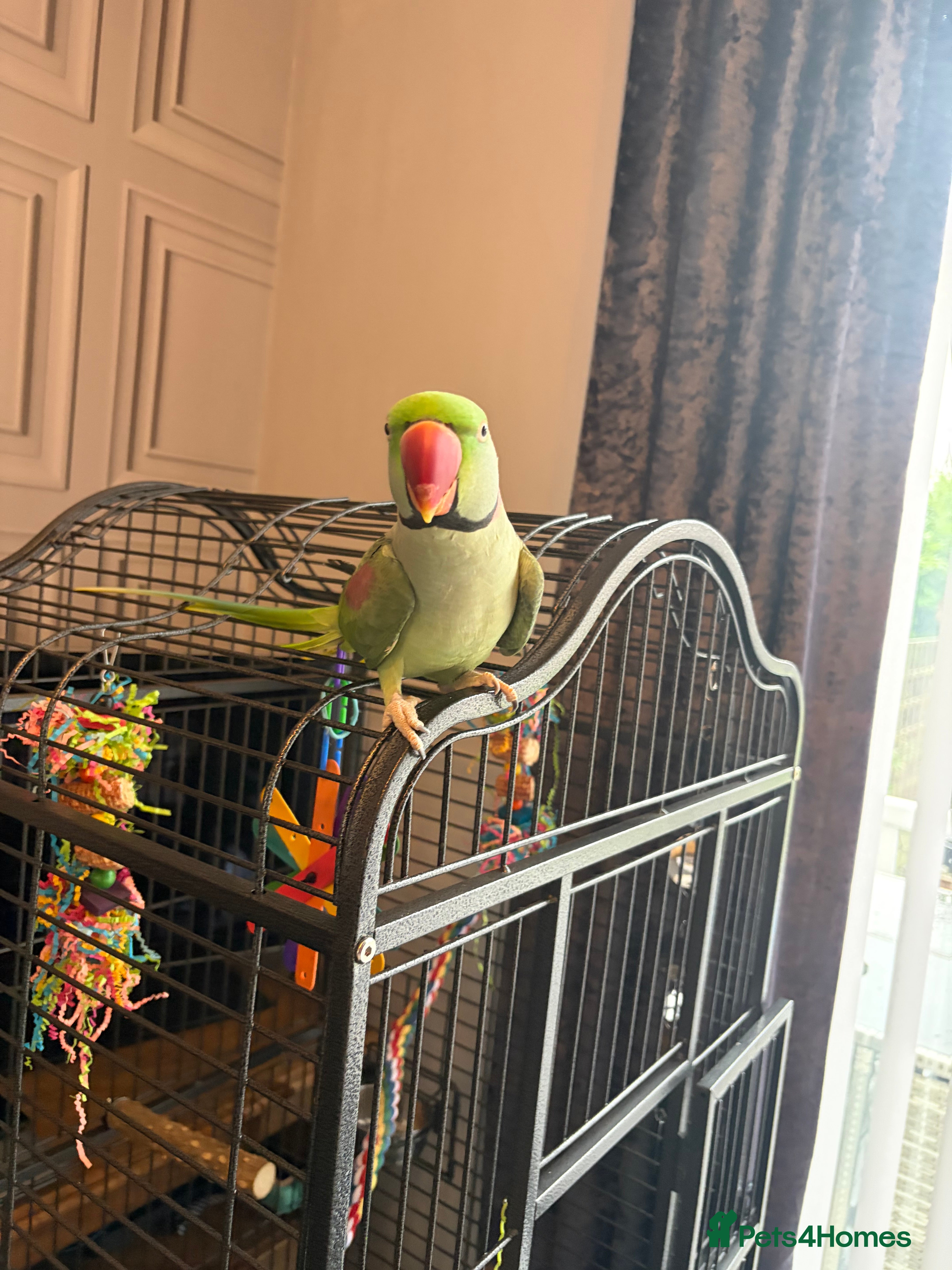 Parrots birds PARROT (Alexander parakeet ) HAND REARED  - Advert 1