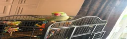 Parrots birds for sale: PARROT (Alexander parakeet ) HAND REARED  - Advert 1