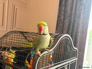 Parrots birds PARROT (Alexander parakeet ) HAND REARED - Advert 7