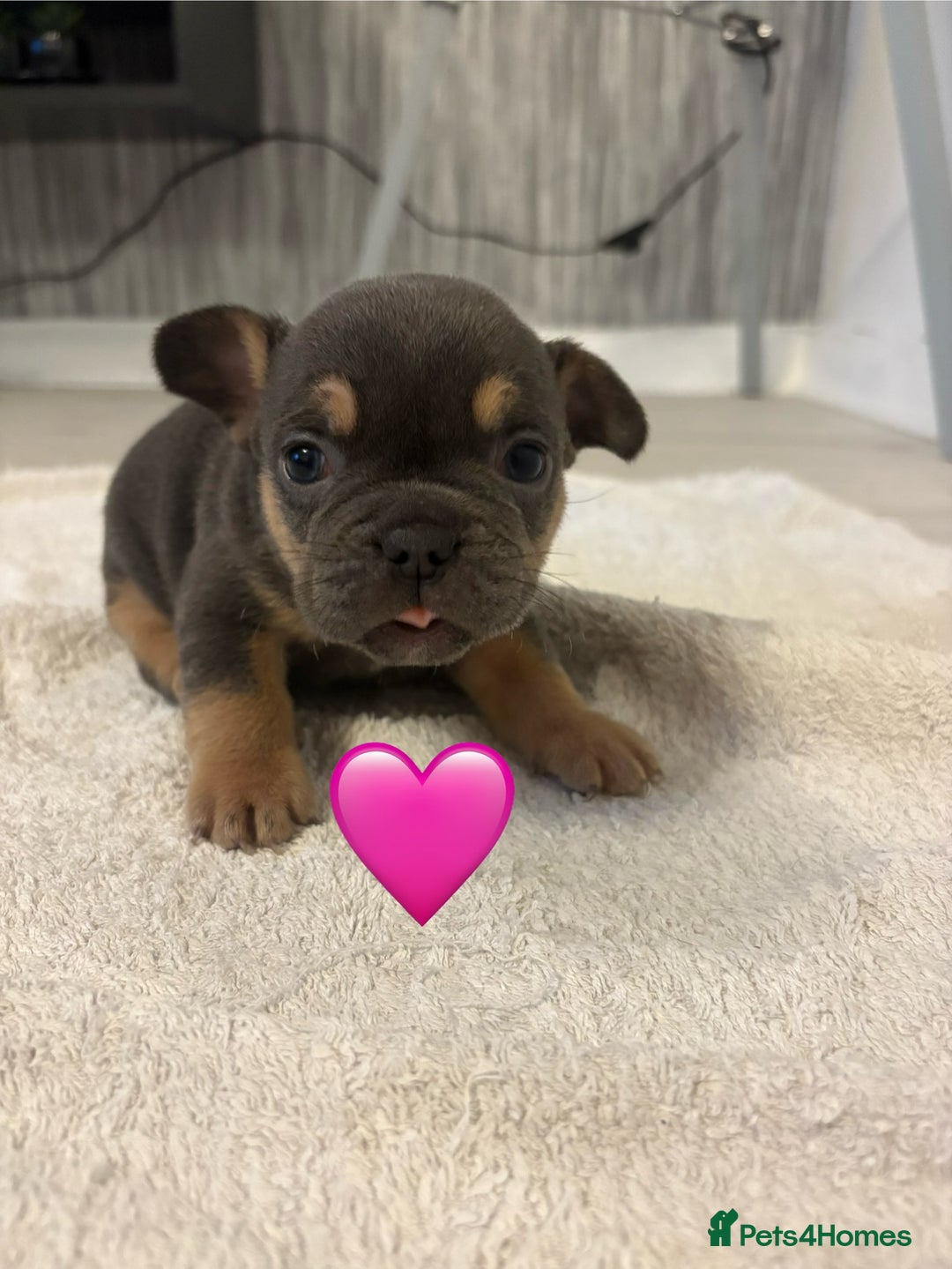 French Bulldog dogs for sale: French bulldogs  - Image 8