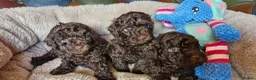 Toy Poodle dogs for sale: KC REG CHOCOLATE TOY POODLE PUPPYS  - Advert 15