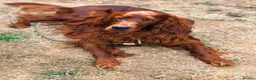 Irish Setter dogs for stud: Ronnie the Red Setter  - Advert 3