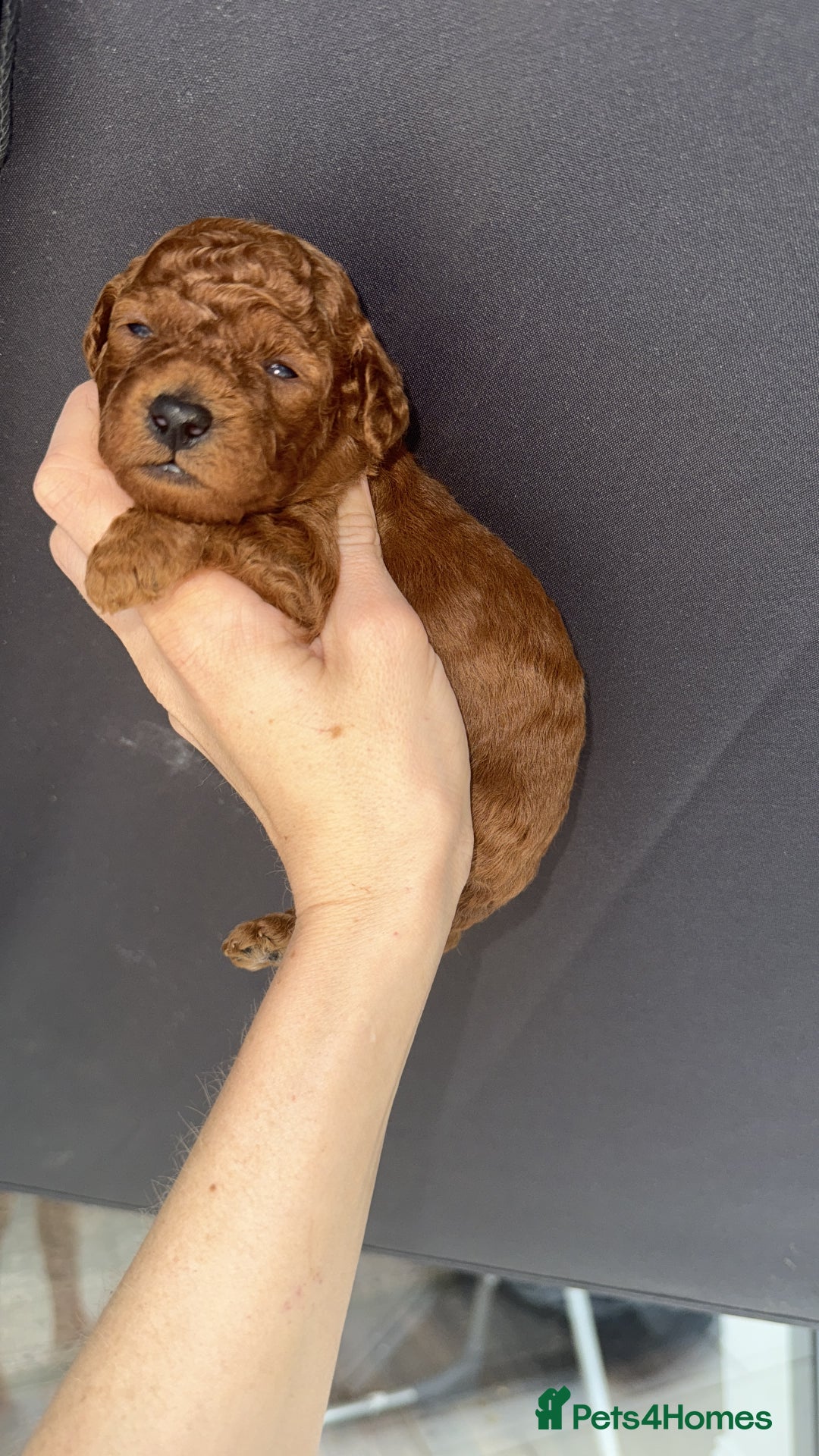 Labradoodle dogs for sale: 5 amazing HT red multi double doodles❤️💙 - Image 9