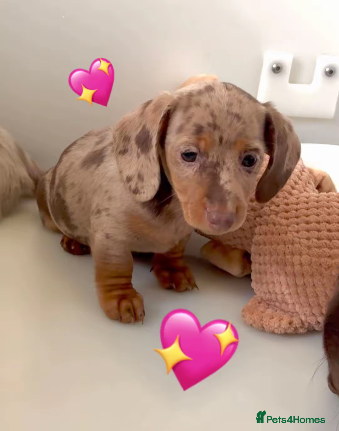 Miniature Dachshund dogs Quality long hair & smooth miniature Daxi puppy’s - Advert 14