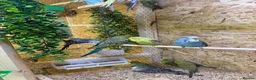 Canaries birds for sale: Birds for sale budgies, canaries ect  - Advert 7