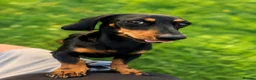 Dachshund dogs for stud: Black and Tan for stud  - Advert 3