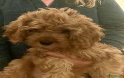 Cavapoo dogs for sale: REDUCED Black/Red Cavapoo therapy pups for sale  - Image 20