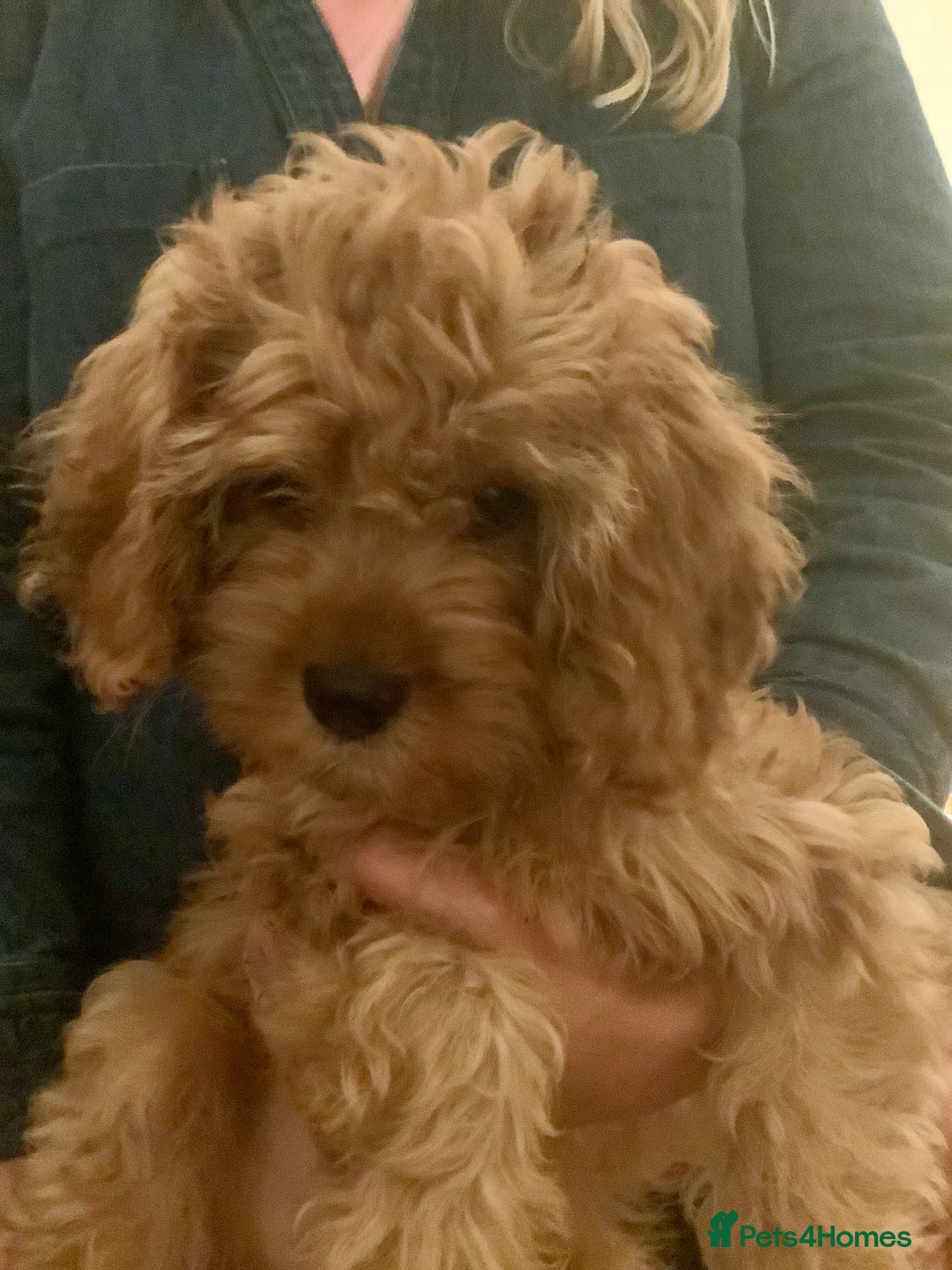 Cavapoo dogs for sale: REDUCED Black/Red Cavapoo therapy pups for sale  - Image 20