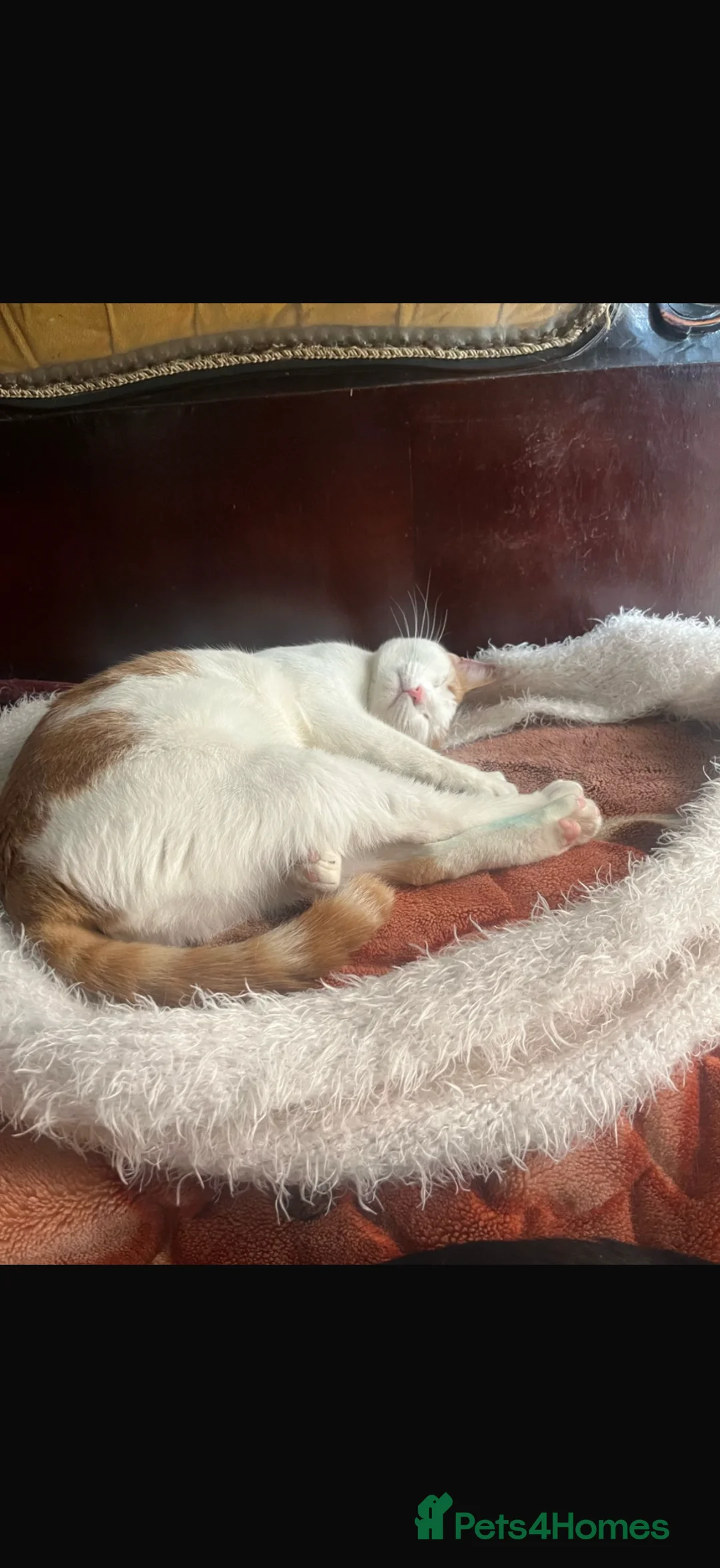 Egyptian Mau cats for adoption: Little Tutu  - Advert 3