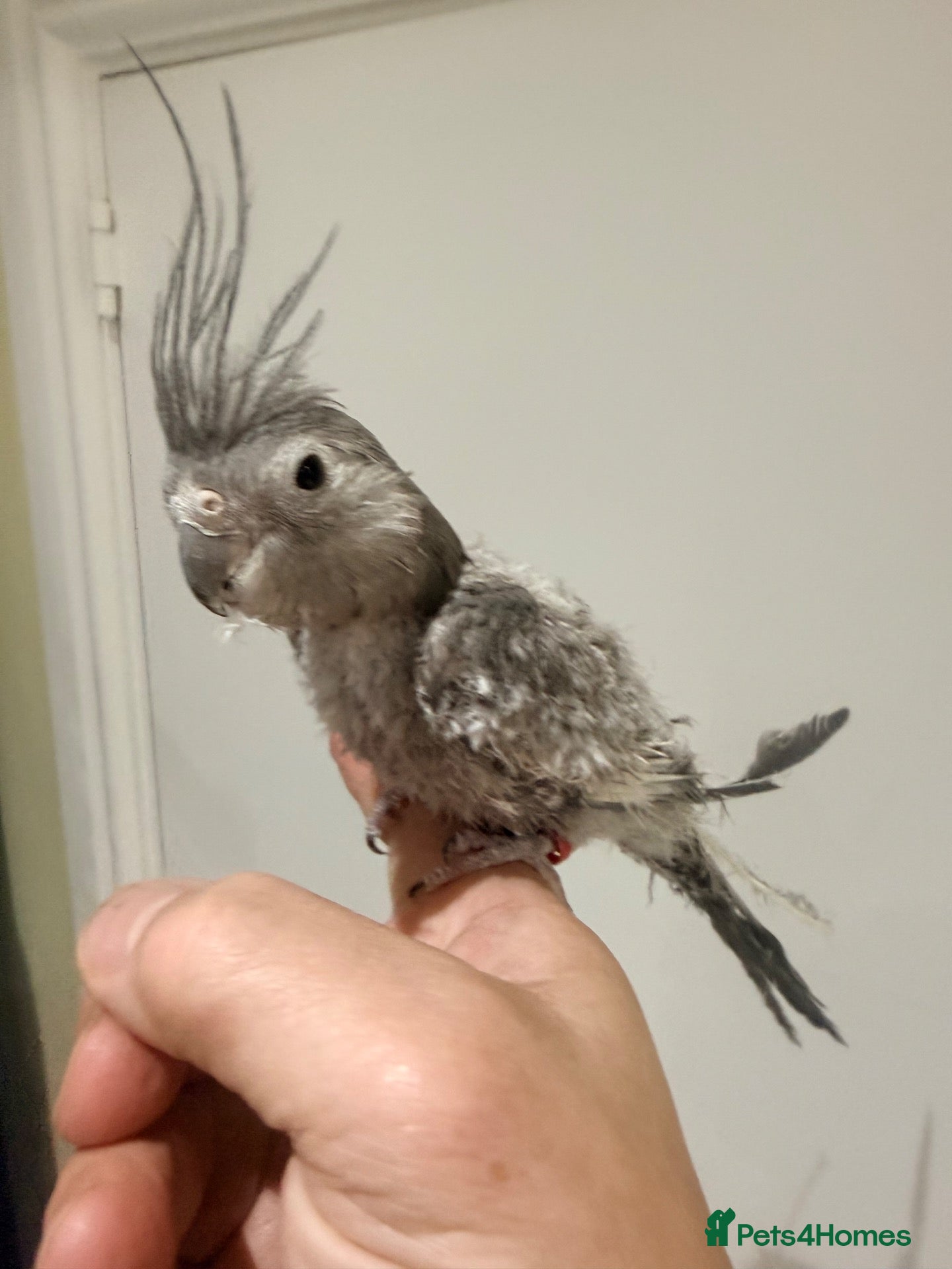 Cockatiels birds YOUNG COCKATIEL BIRD WITH CAGE  - Advert 10
