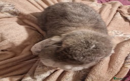 French Lop rabbits for sale: Gaint French lop Rabbit. - Image 3
