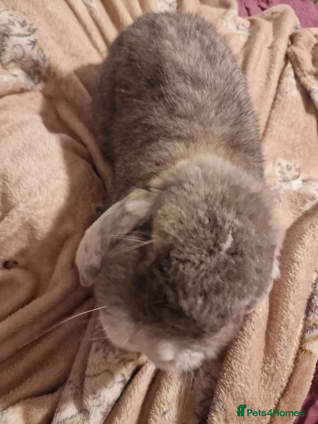 French Lop rabbits for sale: Gaint French lop Rabbit. - Image 3