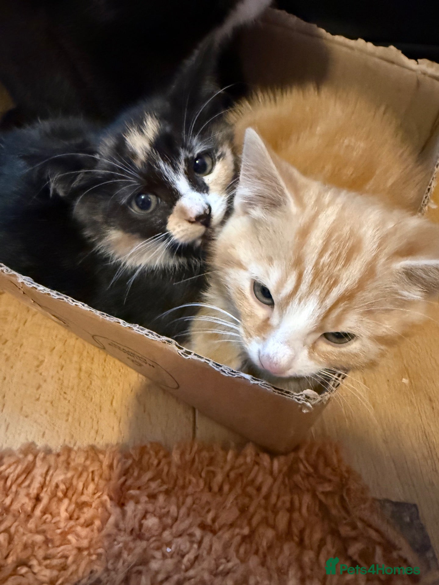 Mixed Breed cats for sale: 3 cute kittens  - Advert 1