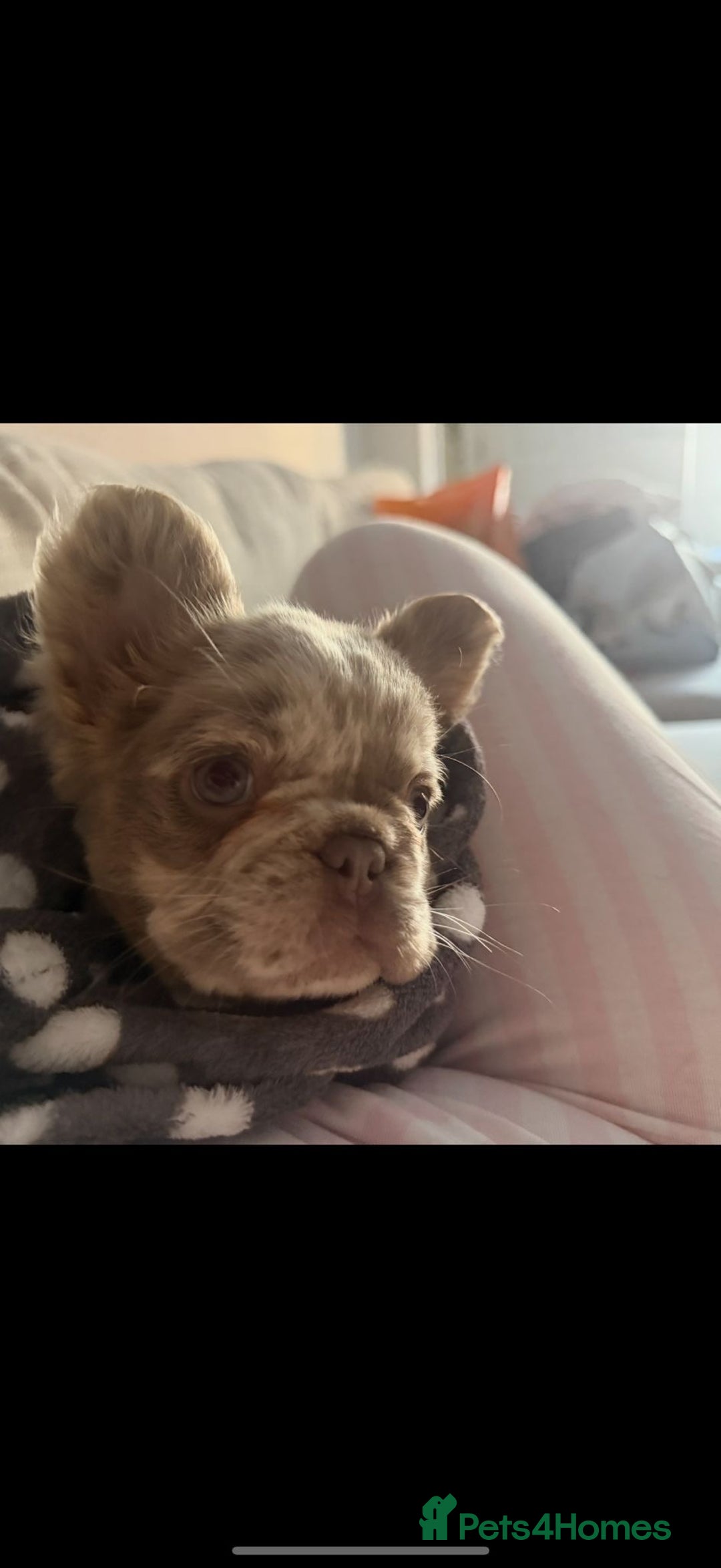 French Bulldog dogs for sale: Visual Full fluffy French Bulldog Puppy - Advert 4