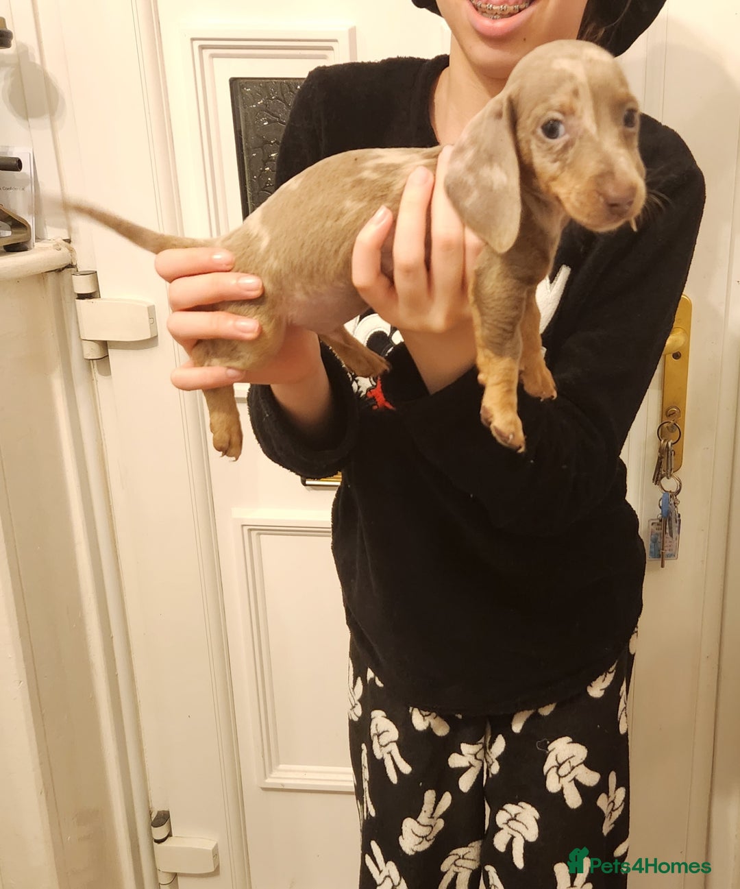 Dachshund dogs for sale: Miniture dashounds - Advert 13