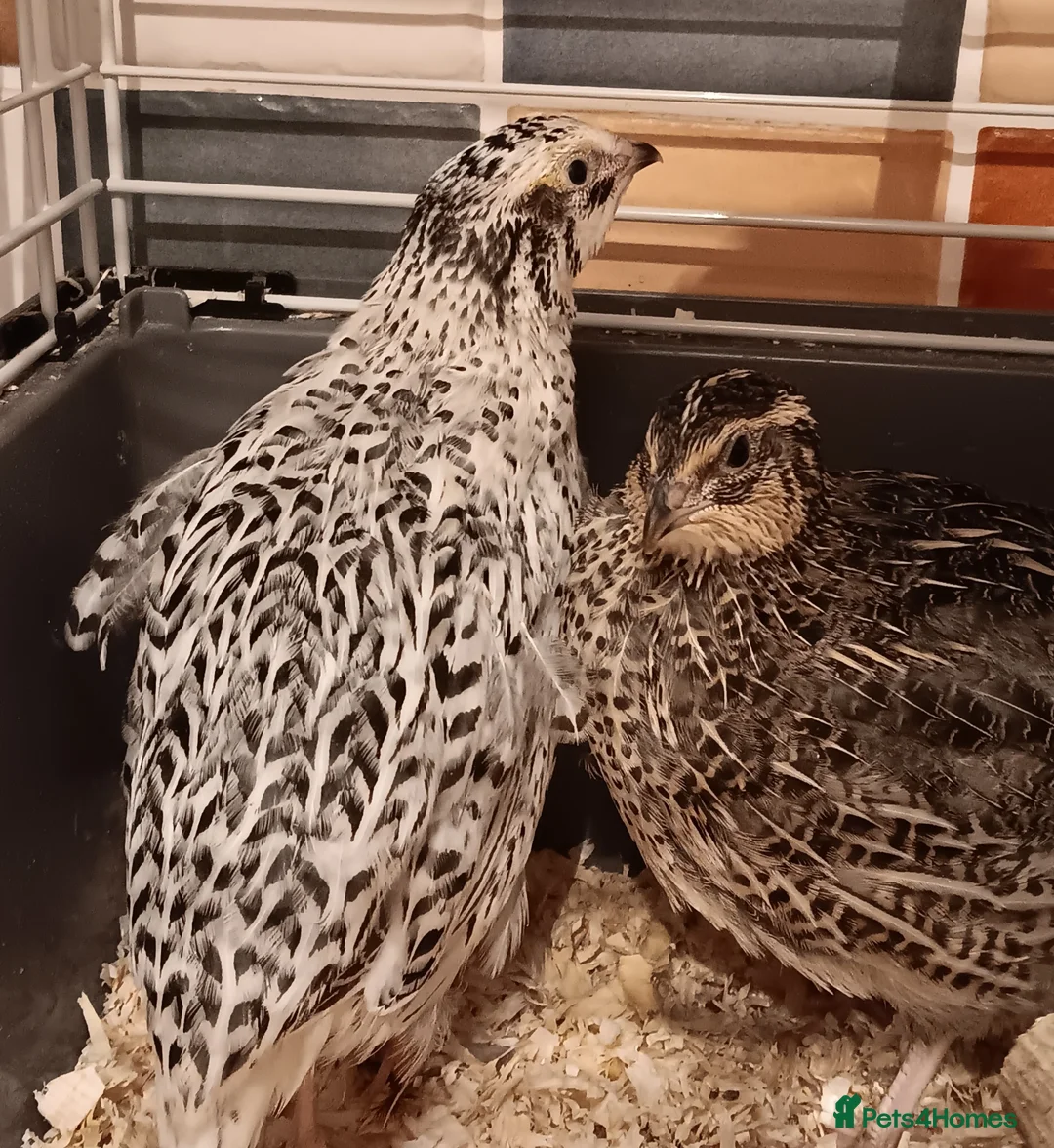Quail poultry for sale: Dozen (12) Quail Hatching Eggs - Advert 3