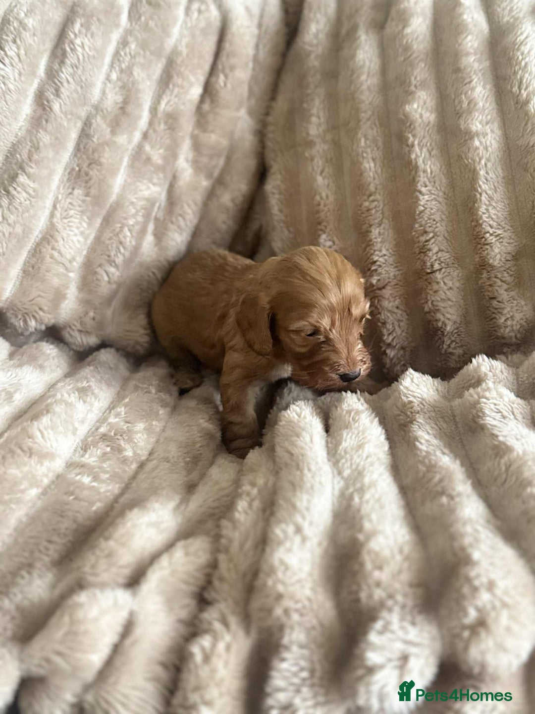Cockapoo dogs for sale: Cockapoo F1B STUNNING COLOURS 4 available - Advert 20