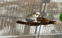 Budgerigars birds for sale: 6 Male Budgies. Tame/ semi-tame. OPEN TO OFFERS - Image 2