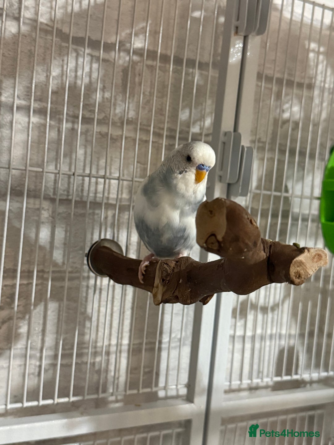 Budgerigars birds for sale: 6 Male Budgies. Tame/ semi-tame. OPEN TO OFFERS - Image 2