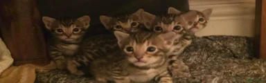 Bengal 2