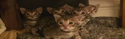 Bengal cats for sale: 🐾 Our beautiful Bengal kittens are now ready in Leicester - Advert 13