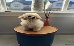 Toy Poodle dogs for sale:  KC Registered Toy Poodle stunning little boy💙 - Image 6